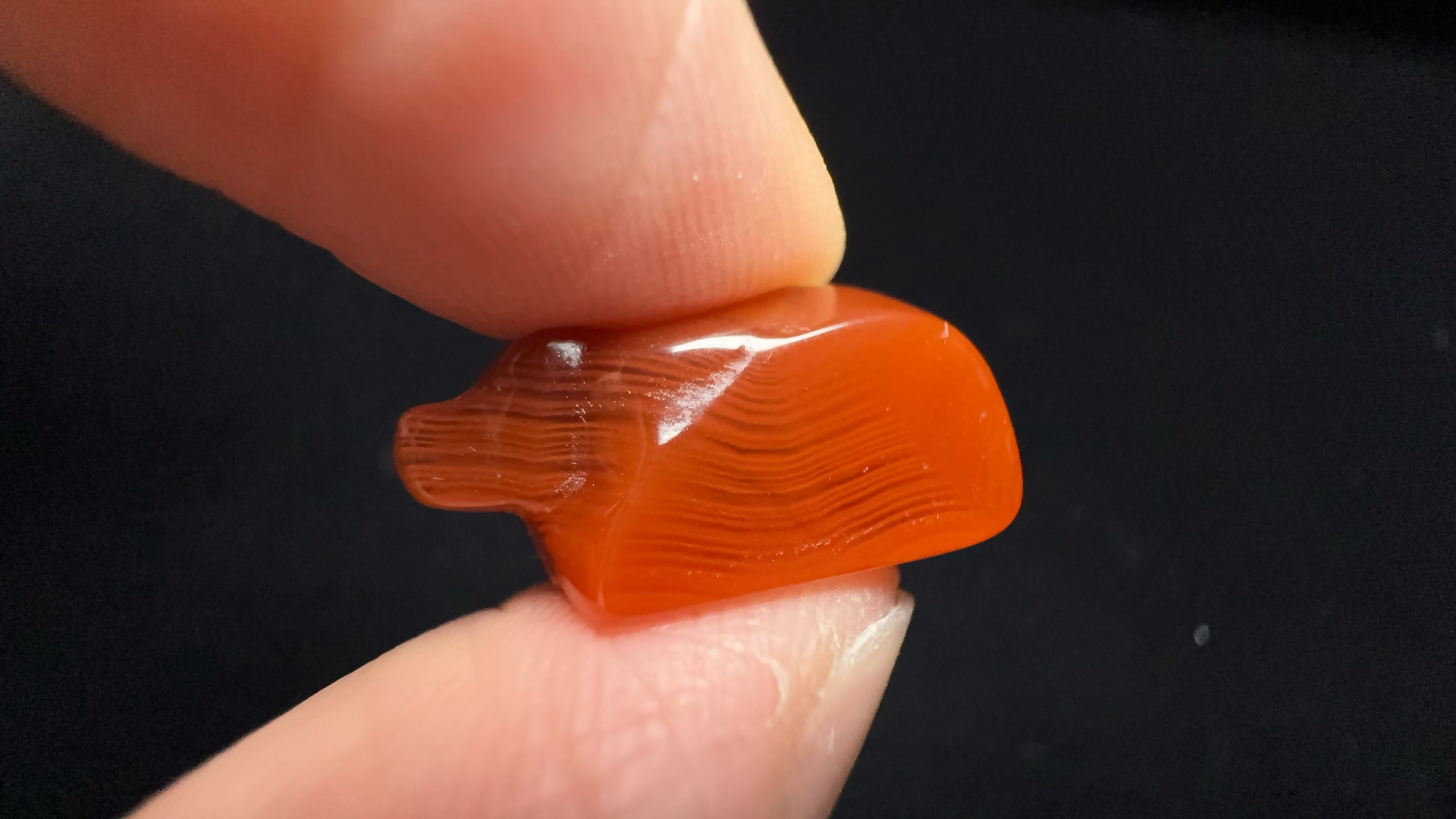 闪丝北票战国红小牛【客定】